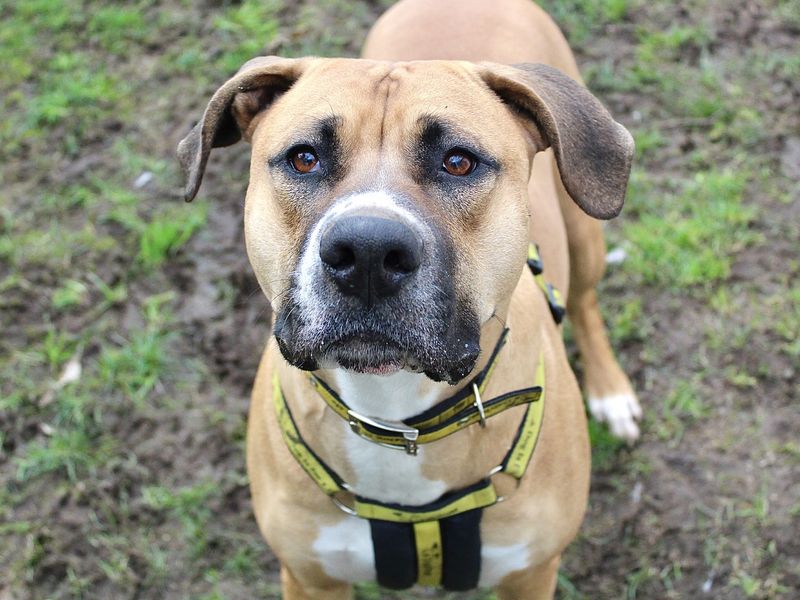 Obie | Mastiff Cross | Evesham (Worcestershire) - 1