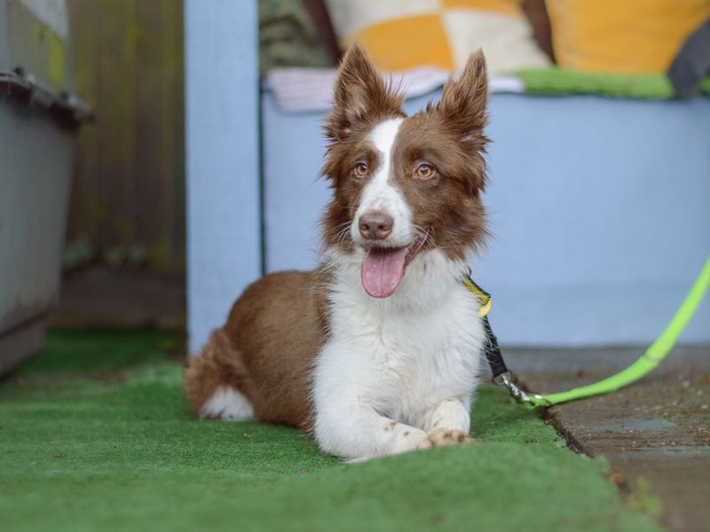 Cassie | Collie (Border) | Kenilworth (West Midlands) - 1