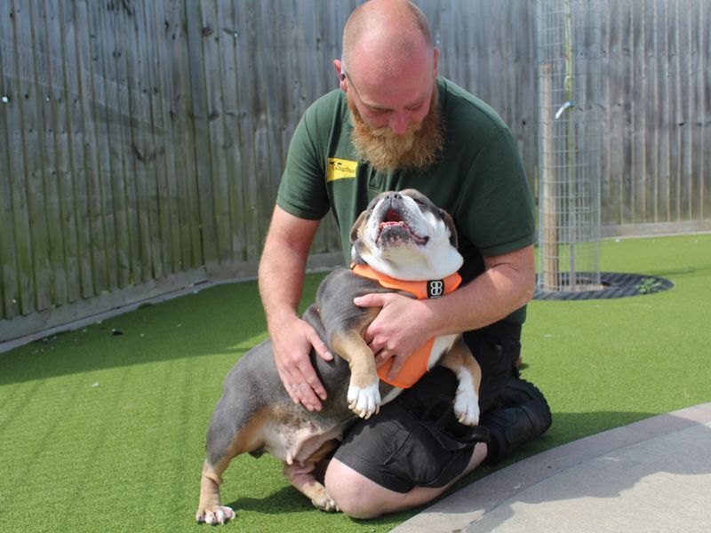 Lilli for sale in Evesham, Worcestershire