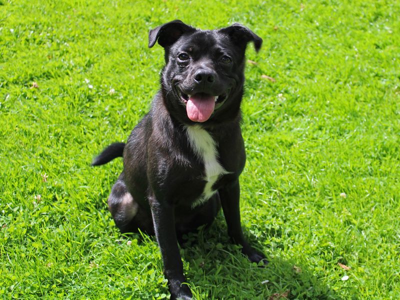 Charlie | Terrier (Patterdale) Cross | Merseyside (Liverpool) - 1