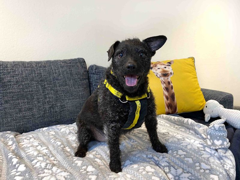 Sonny, a 8 years old male Patterdale Terrier available for adoption from Dogs Trust in Darlington, County Durham