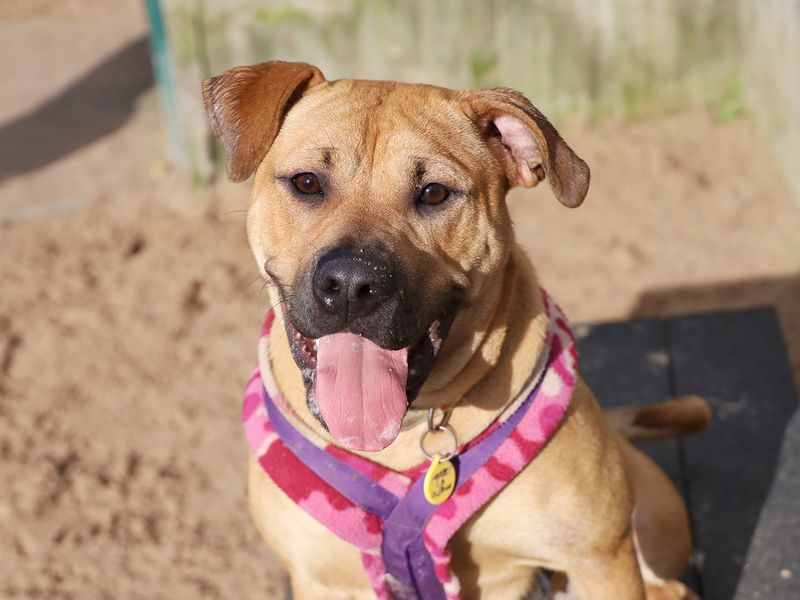 Adopt a Bulldog Cross Rescue Dog Lexi Dogs Trust