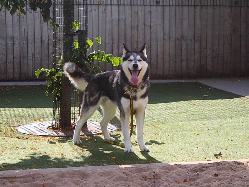 Hugo - Image 8 of 8