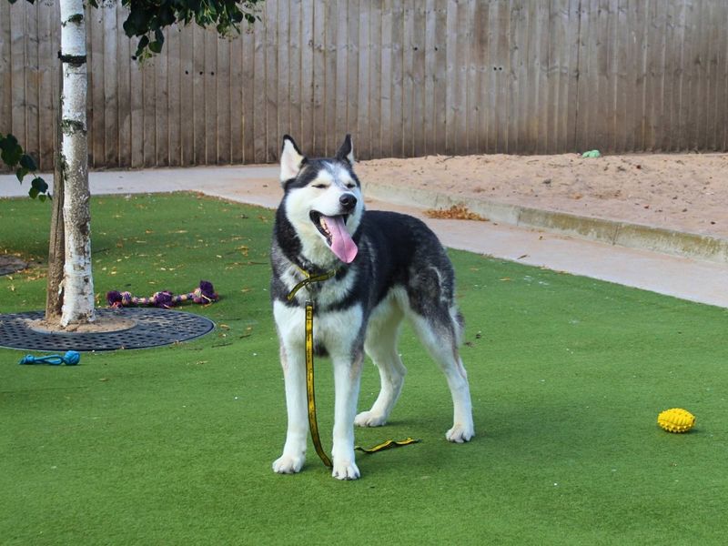 Hugo - Image 6 of 8