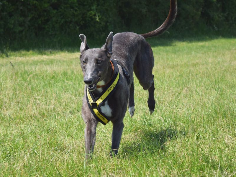 Adopt a Greyhound Rescue Dog Olive Dogs Trust
