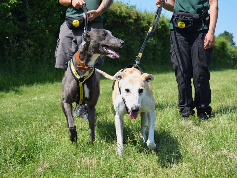 Adopt a Greyhound Rescue Dog Olive Dogs Trust