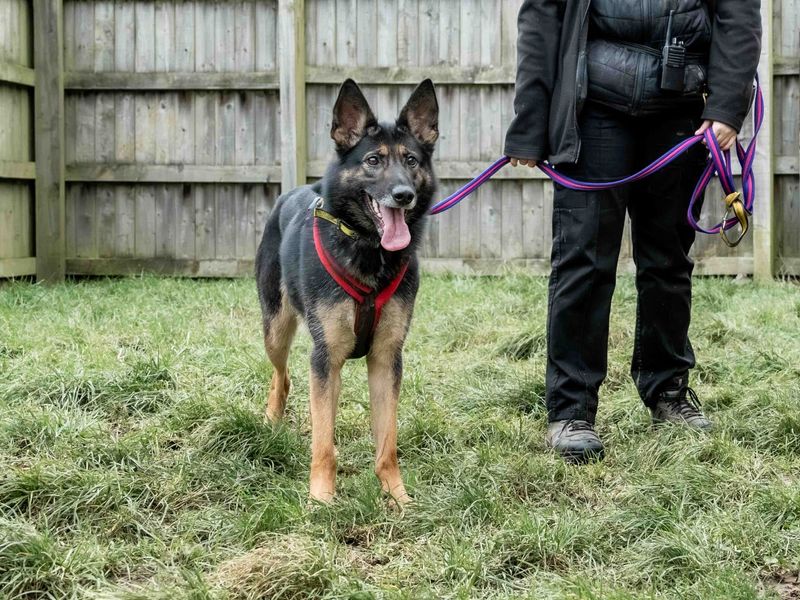 Darla | German Shepherd Dog Cross | Loughborough - 1