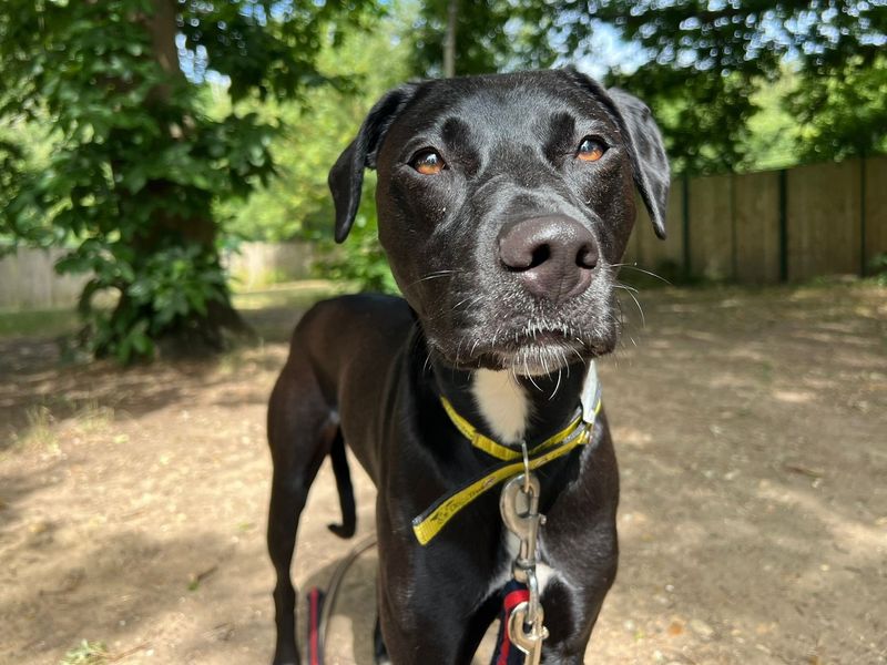 Waldo | Retriever (Labrador) Cross | Canterbury - 1