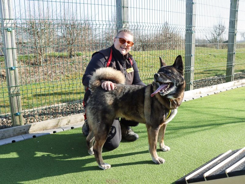 Sweep | Akita | Evesham (Worcestershire) - 1