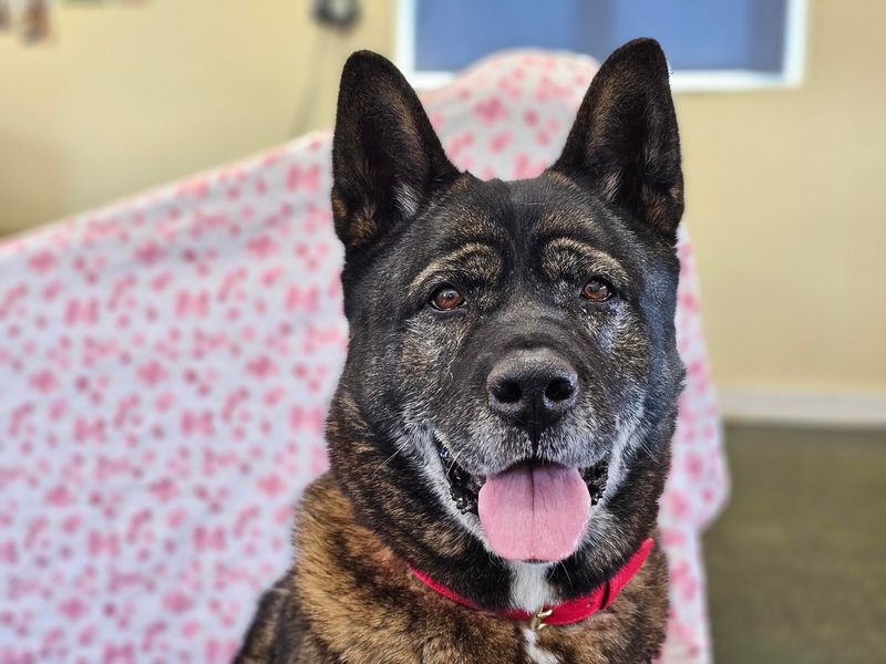Sweep | Akita | Evesham (Worcestershire) - 1