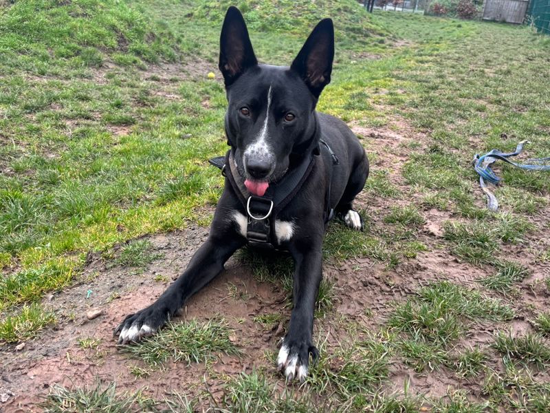 Molly | Crossbreed | Cardiff - 1