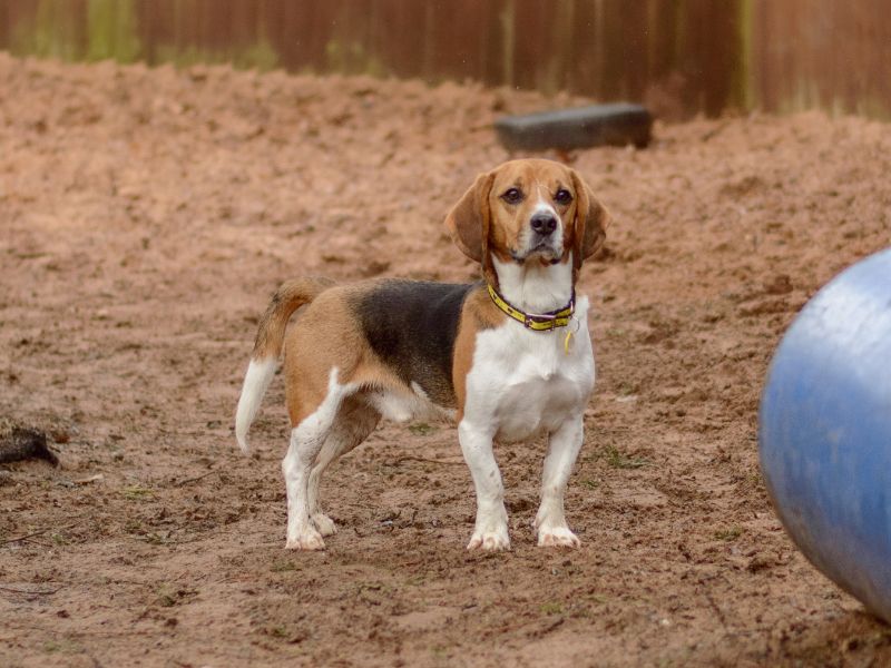 Beagle for adoption in Kenilworth, Warks – 3 years old - Image 2 of 5