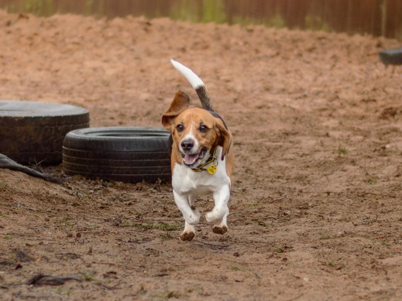 Drax | Beagle | Kenilworth (West Midlands) - 1