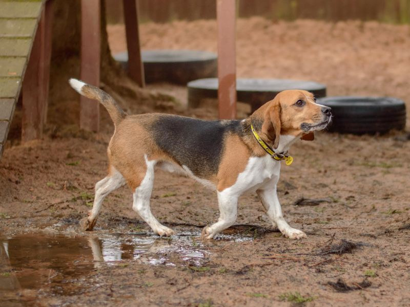 Beagle for adoption in Kenilworth, Warks – 3 years old - Image 4 of 5