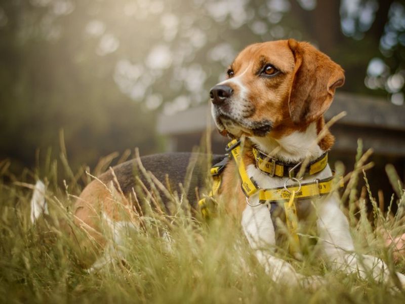 undefined | Beagle | undefined - 3