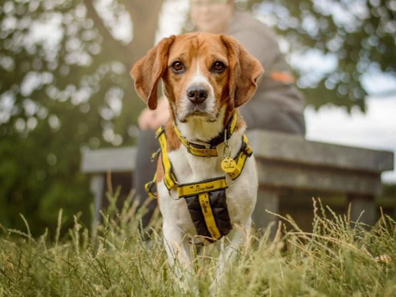 undefined | Beagle | undefined - 9