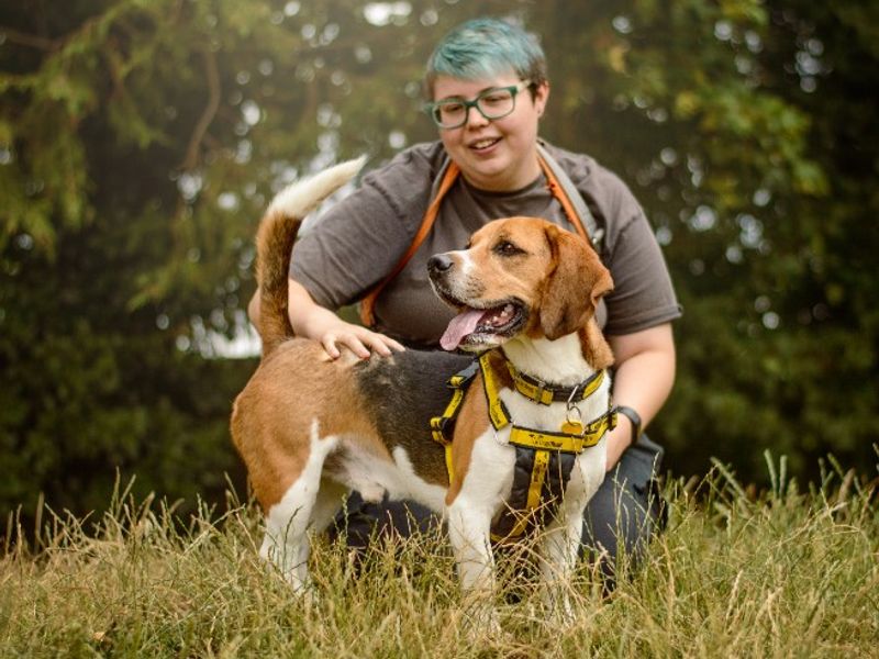 undefined | Beagle | undefined - 12