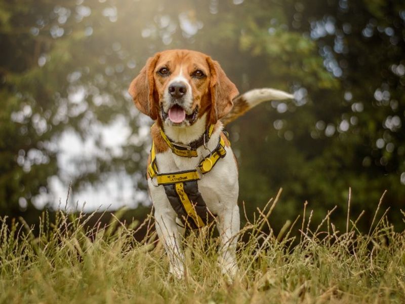 undefined | Beagle | undefined - 11
