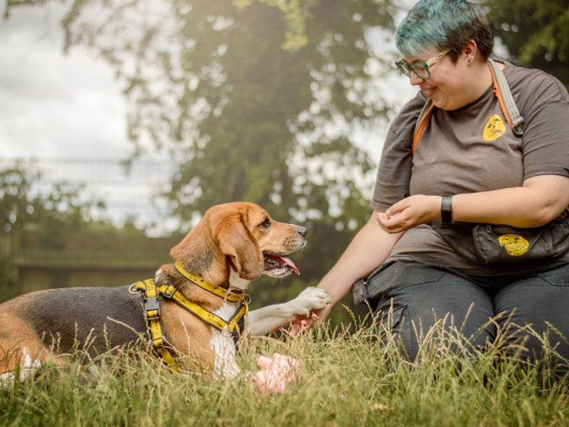 undefined | Beagle | undefined - 2