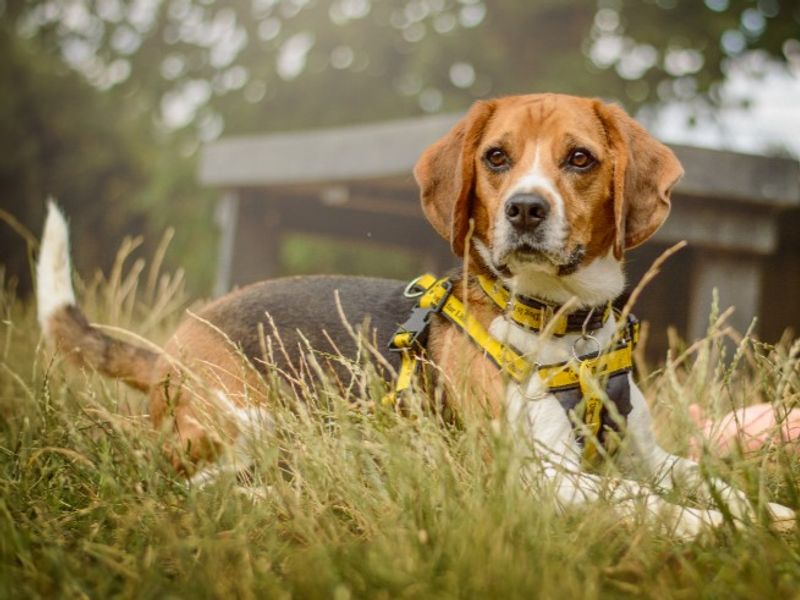 undefined | Beagle | undefined - 7