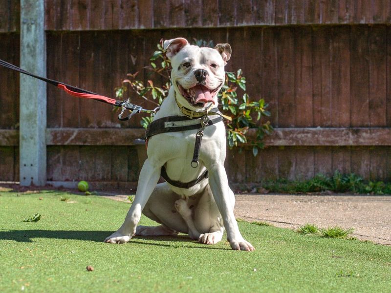 Boxer for adoption in Kenilworth, Warks – 4 years old - Image 2 of 9