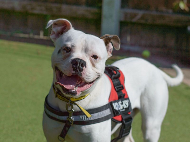 Boxer for adoption in Kenilworth, Warks – 4 years old - Image 3 of 9