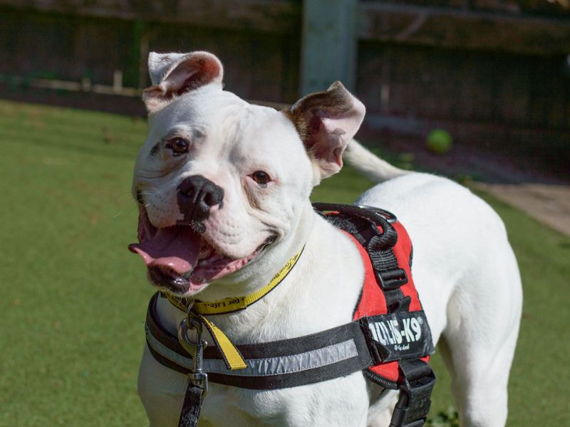 Boxer for adoption in Kenilworth, Warks – 4 years old - Image 5 of 9