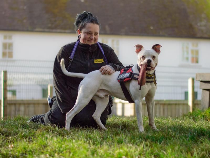 Boxer for adoption in Kenilworth, Warks – 4 years old - Image 4 of 9