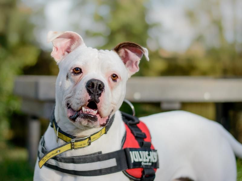 Boxer for adoption in Kenilworth, Warks – 4 years old - Image 9 of 9