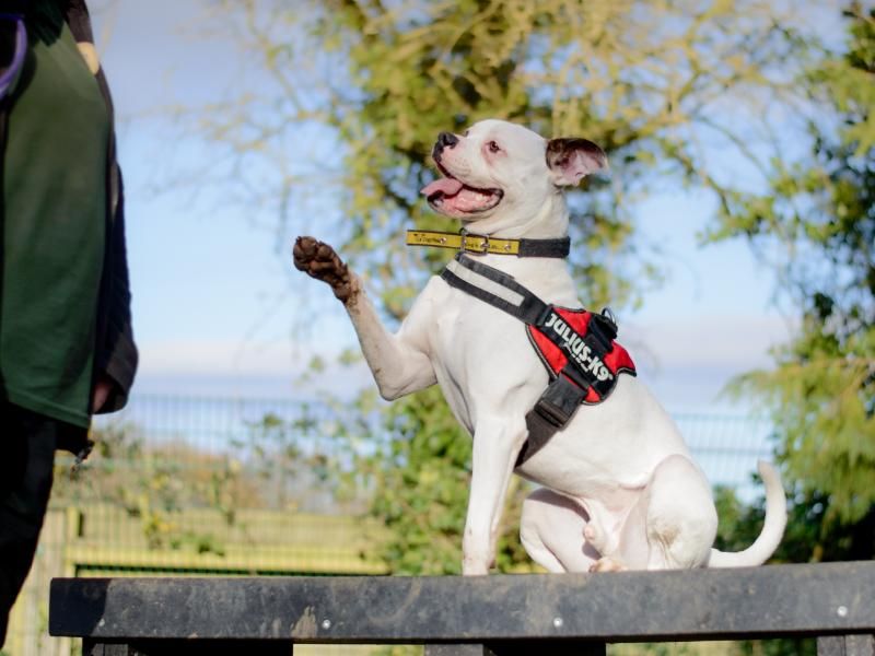 Boxer for adoption in Kenilworth, Warks – 4 years old - Image 6 of 9