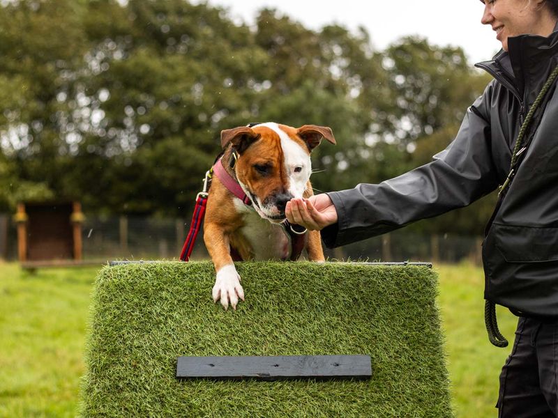 Staffordshire Bull Terrier for adoption in Manchester, Greater Manchester – 4 years old - Image 6 of 10
