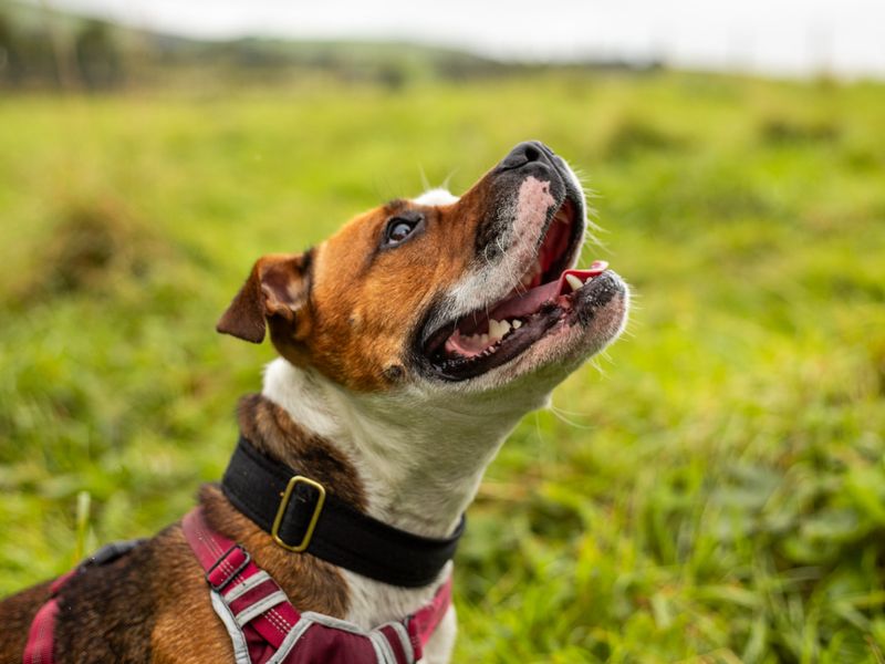 Staffordshire Bull Terrier for adoption in Manchester, Greater Manchester – 4 years old - Image 9 of 10