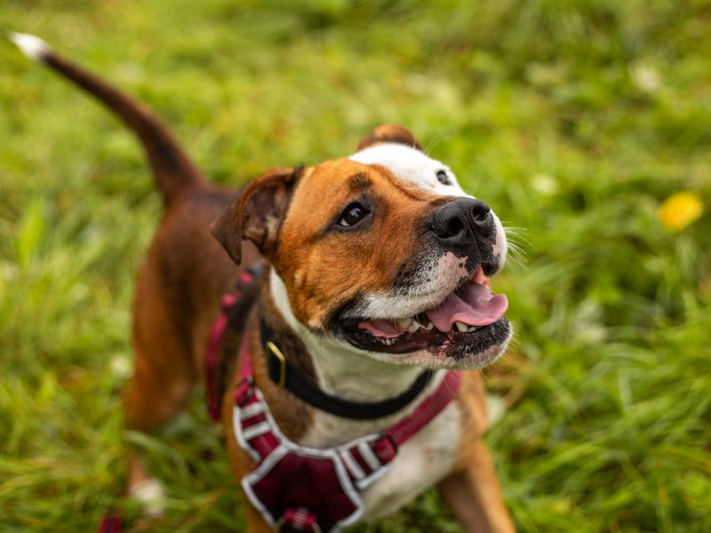 Staffordshire Bull Terrier for adoption in Manchester, Greater Manchester – 4 years old - Image 3 of 10