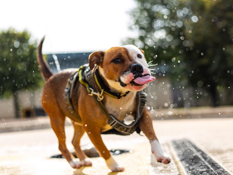 Staffordshire Bull Terrier for adoption in Manchester, Greater Manchester – 4 years old - Image 8 of 10