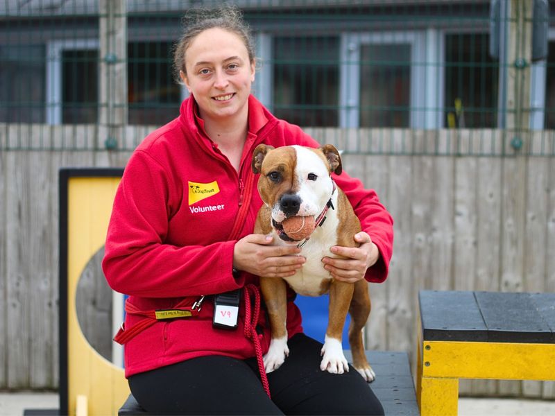 Staffordshire Bull Terrier for adoption in Manchester, Greater Manchester – 4 years old - Image 7 of 10