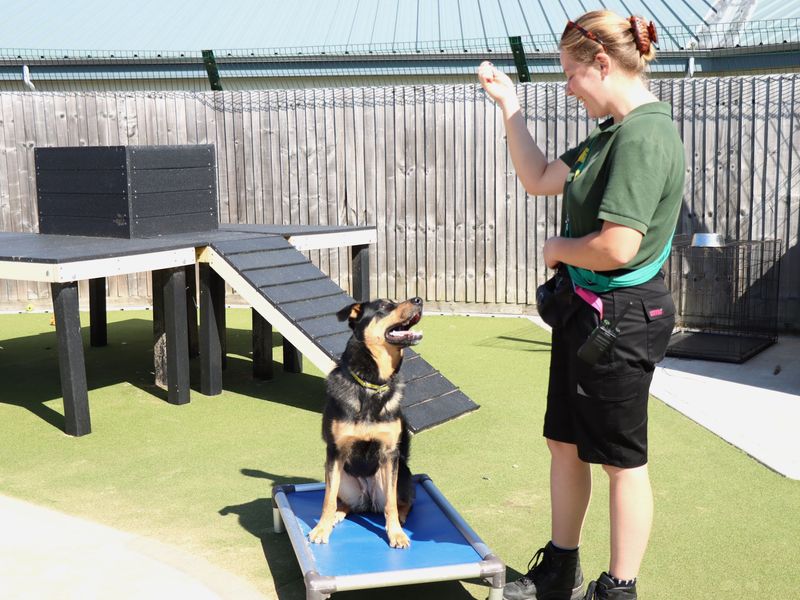 German Shepherd puppies for sale in Evesham – 4 years old