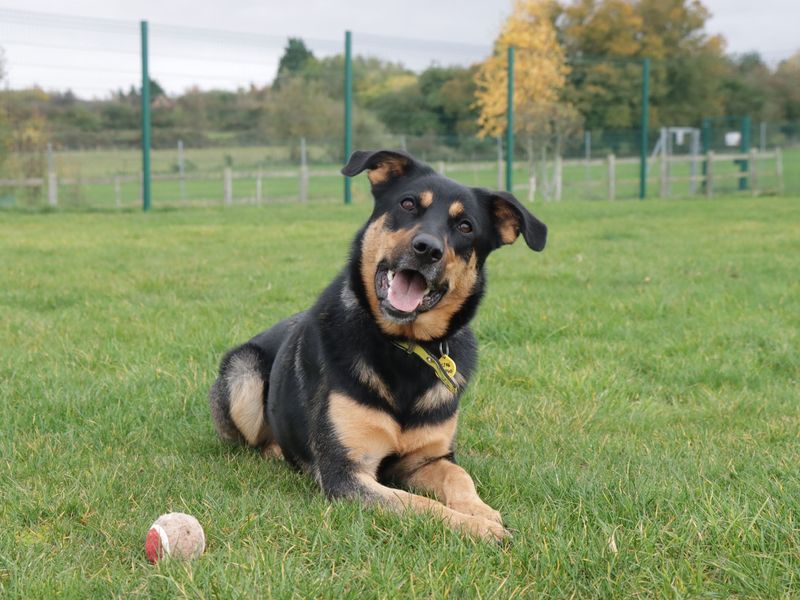 Lisa | Rottweiler Cross | Evesham (Worcestershire) - 1