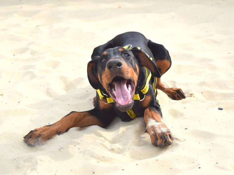 Doberman for adoption in Uxbridge, London – 2 years old - Image 2 of 2