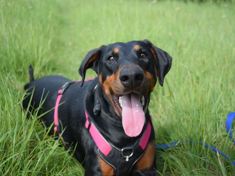 Etta | Dobermann | Harefield West London - 1