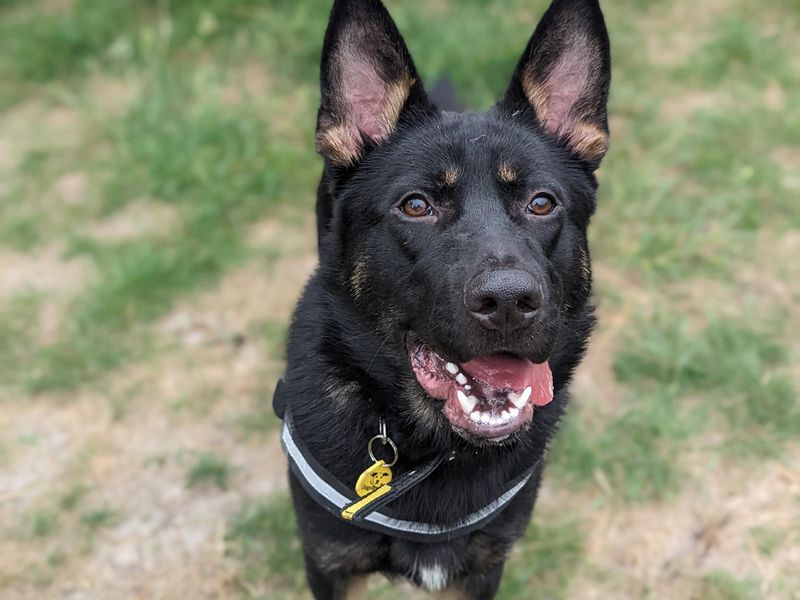 German Shepherd puppies for sale in Uxbridge – 2 years old