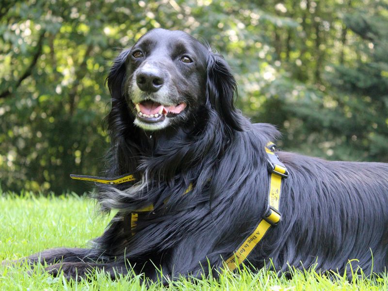 Cocker Spaniel for adoption in Liverpool, Merseyside – 9 years old - Image 3 of 4
