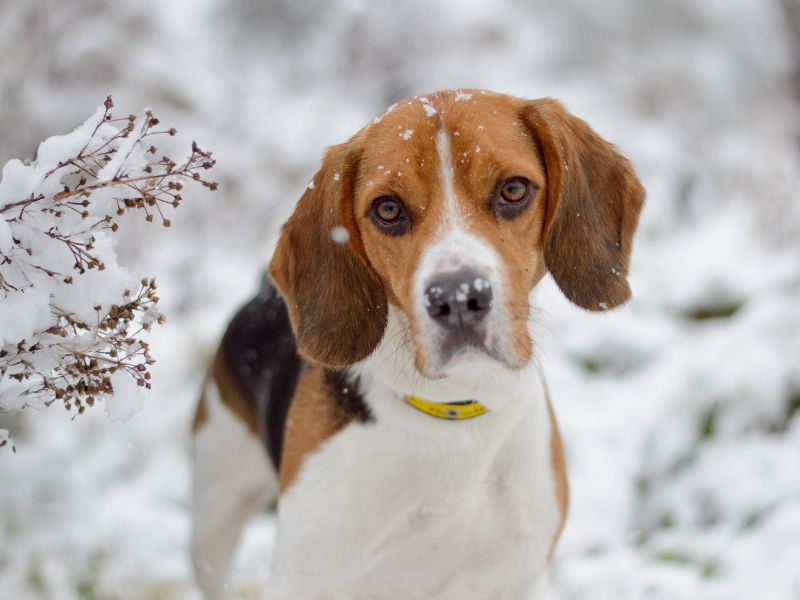 Beagle for adoption in Kenilworth, Warwickshire – 3 years old - Image 2 of 2