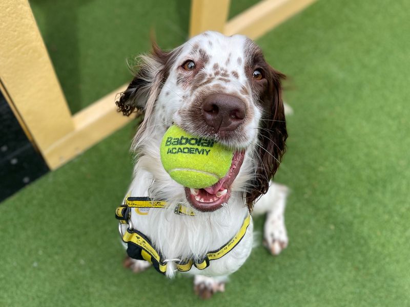 Springer Spaniel puppies for sale in Chestfield – 5 years old