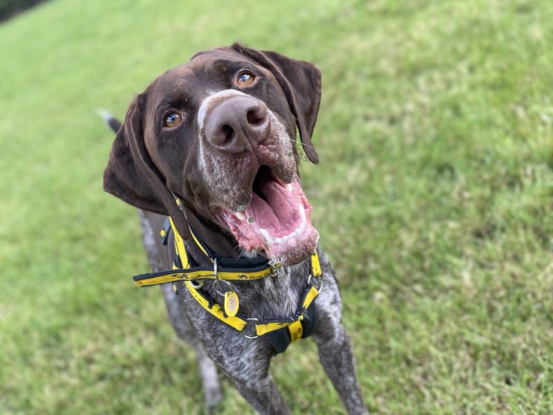 German Pointer for adoption in Wymeswold, Leicestershire – 3 years old - Image 2 of 4
