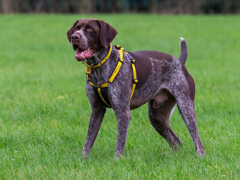 German Pointer for adoption in Wymeswold, Leicestershire – 3 years old - Image 4 of 4