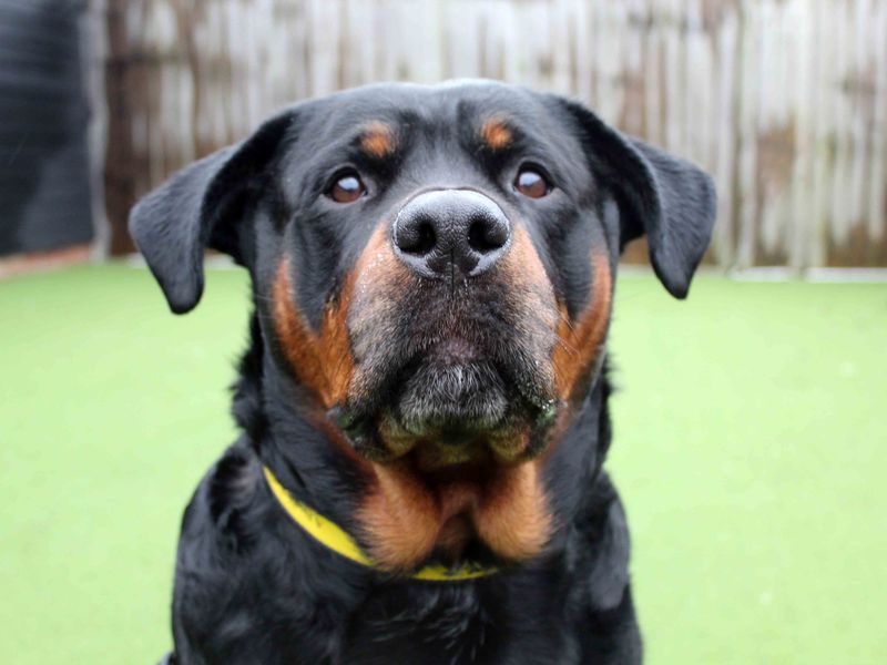 Rottweiler for adoption in Sadberge, Co Durham – 4 years old