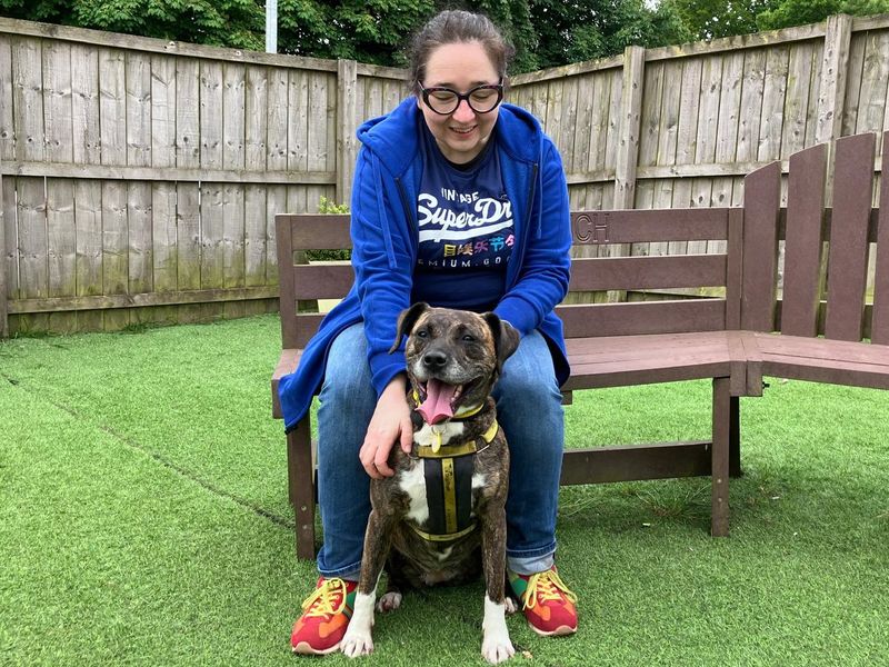 Staffordshire Bull Terrier for adoption in West Calder, West Lothian – 5 years old - Image 4 of 10