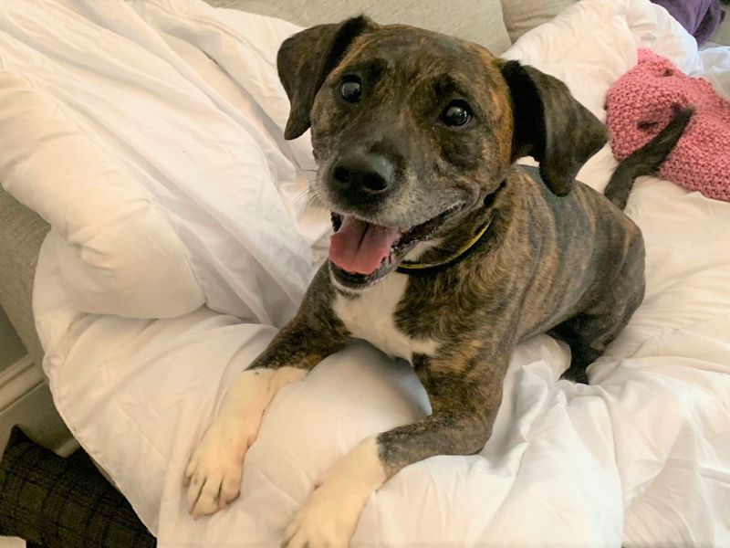 Staffordshire Bull Terrier for adoption in West Calder, West Lothian – 5 years old - Image 5 of 10