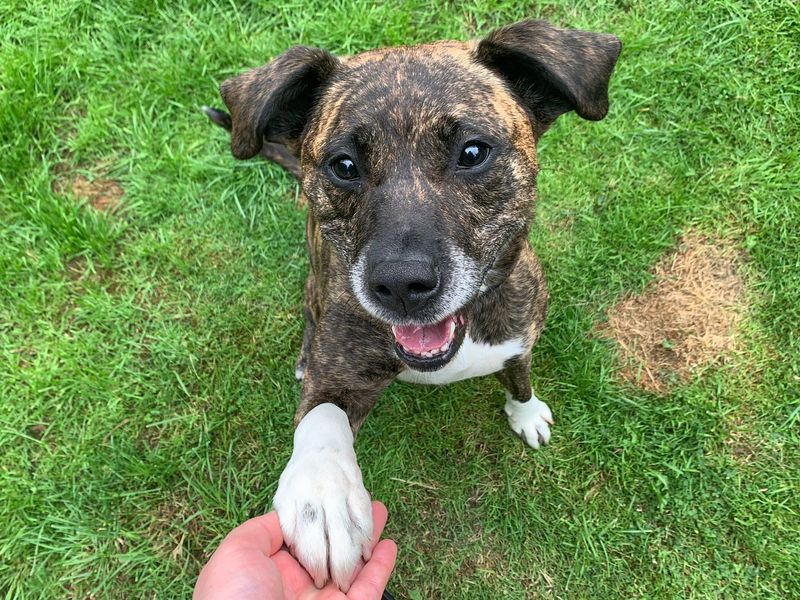 Staffordshire Bull Terrier for adoption in West Calder, West Lothian – 5 years old - Image 2 of 10