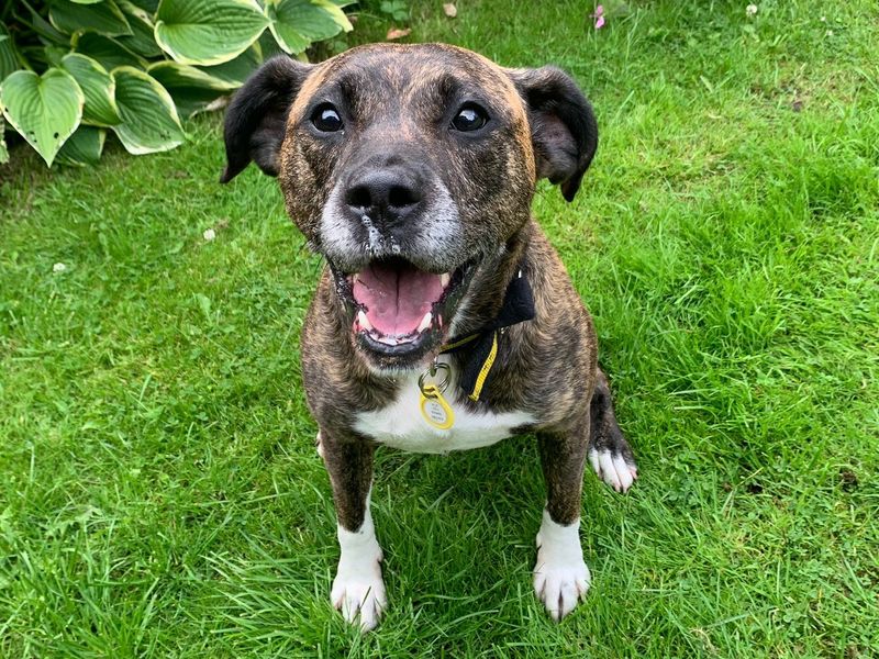 Staffordshire Bull Terrier for adoption in West Calder, West Lothian – 5 years old - Image 8 of 10